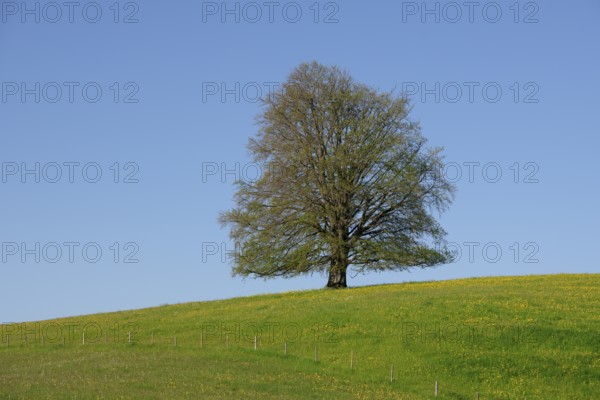 A single tree stands on a flowering hill under a clear blue sky without sun, copper beech (Fagus sylvatica) near Füssen, Ostallgäu, Allgäu, Bavaria, Germany