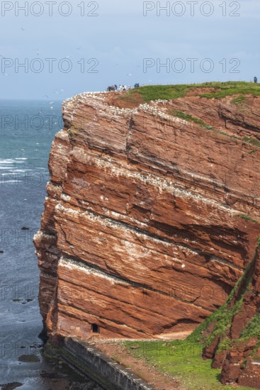 Red coloured sandstone, steep cliff coast of the offshore island of Heligoland, home of the gannets, Helgoländer Oberland, North Sea, Pinneberg district, Schleswig-Holstein, Germany