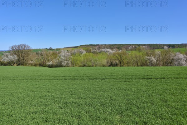 Extensive green meadows with blossoming cherry trees under a clear blue sky, Pflaumheim, Großostheim, Bavaria, Germany