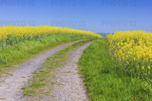 Field path through flowering rape fields (Brassica napus) in spring, Müglitztal, Saxony, Germany