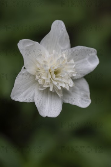 Double anemone (Anemone nemorosa flore pleno), Emsland, Lower Saxony, Germany
