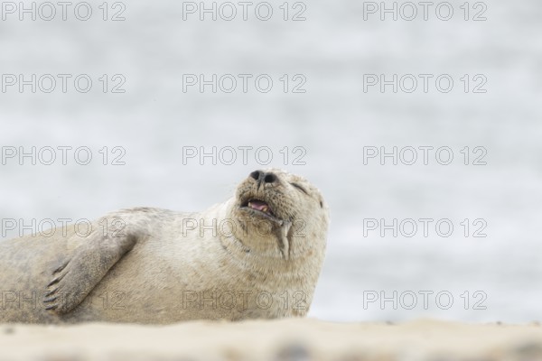Grey seal (Halichoerus grypus) adult animal sleeping on a beach, England, United Kingdom