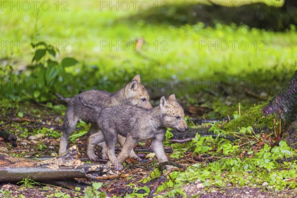 Gray wolf pups (Canis lupus lupus) play close to their den on a rainy day