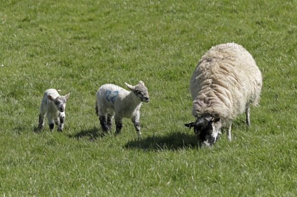 Ewe and lambs on pasture, Chipping Campden, The Cotswolds, England, Great Britain