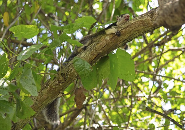 Sri Lanka giant squirrel (Ratufa macroura) on a tree, Habarana, Anuradhapura, North Central Province, Sri Lanka
