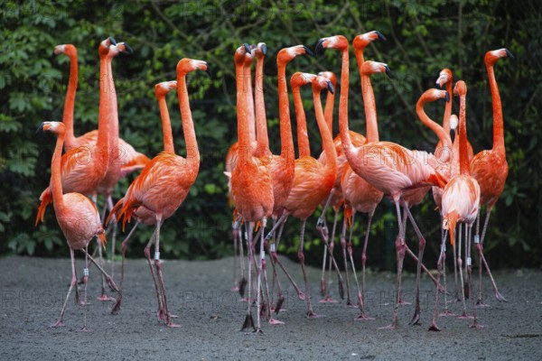 American or Caribbean Flamingos (Phoenicopterus ruber ruber), a flock of adult birds, native to the Caribbean and South America, captive, Germany
