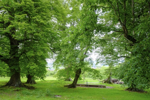 Seven lime trees, a natural monument in the Buchleite nature reserve, Markt Berolzheim, Altmühltal, Middle Franconia, Franconia, Bavaria, Germany
