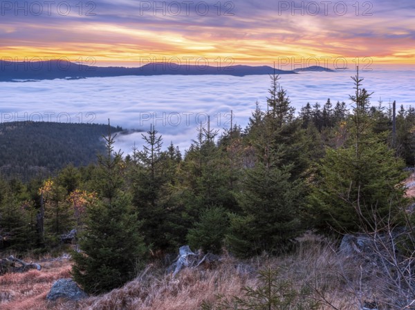 Sunset at Zwercheck, view over sea of fog, Bavarian Forest, Lower Bavaria, Bavaria, Germany