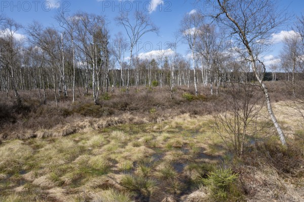 Mecklenbruch raised bog, nature reserve, Solling-Vogler nature park Park, Lower Saxony, Germany