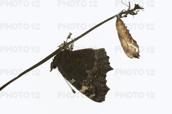 Small tortoiseshell (Nymphalis urticae, Aglais urticae), freshly hatched, against a white background, North Rhine-Westphalia, Germany
