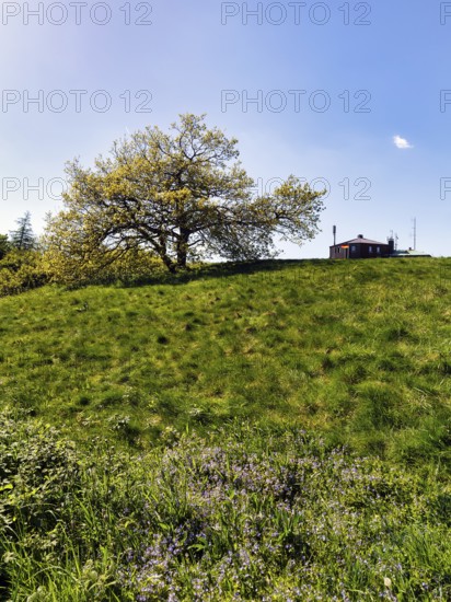 Single oak (Quercus), solitary oak on a mountain top, Köterberg, Lügde, sunny spring weather, Weserbergland, North Rhine-Westphalia, Germany