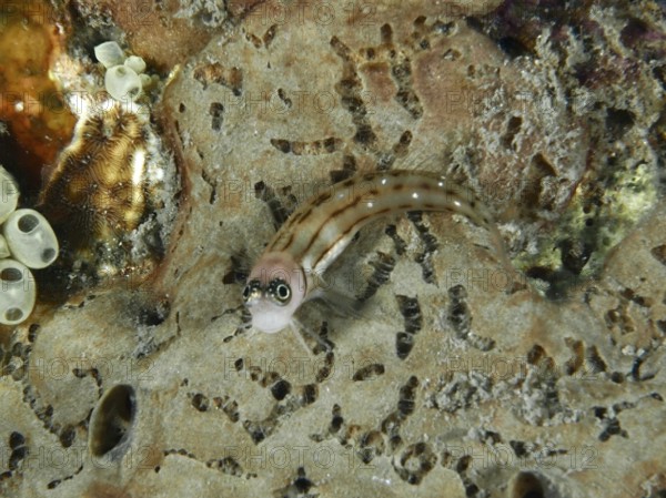 A small brown and white striped fish, three-striped blenny (Ecsenius trilineatus), resting on a sandy coral bottom, dive site Sweet Reef, Penyapangan, Bali, Indonesia