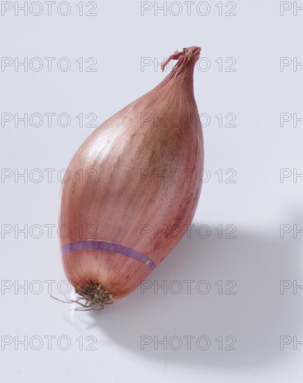 Common onion (Allium cepa), on white background, studio shot