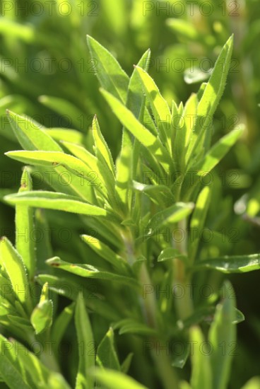 Summer savory (Satureja hortensis), also garden savory, true savory, pepperwort, family of the labiates, used since ancient times as a medicinal plant and spice plant