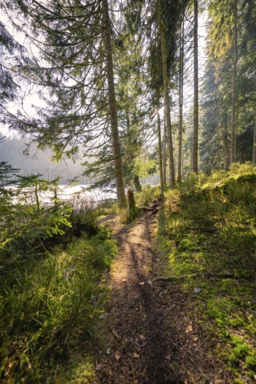 A narrow path through a sun-drenched forest, surrounded by lush greenery and tranquillity, Glaswaldsee, Bad Rippoldsau-Schapbach, Wolfach district, Black Forest, Germany