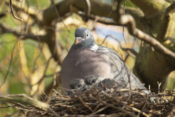 Wood pigeon (Columba palumbus) adult parent bird on a nest in a tree with two juvenile baby cobb birds in spring, England, United Kingdom