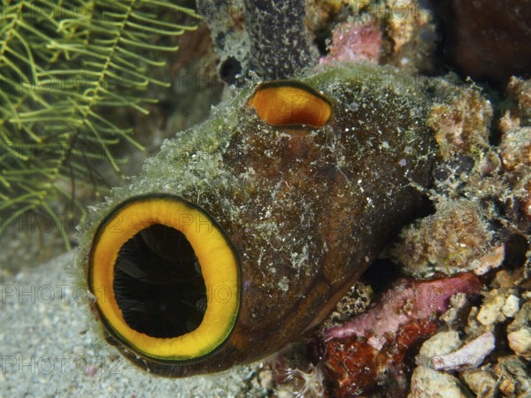 Underwater organism resembling a tube with orange-coloured openings, golden sea squirt (Polycarpa aurata), surrounded by sand, dive site Prapat, Penyapangan, Bali, Indonesia