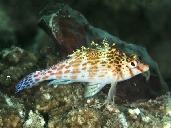 A vividly coloured fish, Dwarf Hawkfish (Cirrhitichthys falco), resting on a coral reef, Sweet Reef dive site, Penyapangan, Bali, Indonesia