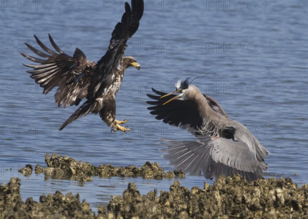 Juvenile Bald Eagle (Haliaeetus leucocephalus) attacks Great Blue Heron (Ardea herodias), Washington, USA
