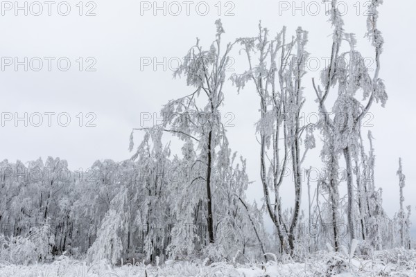 Winter landscape on the mountain top of the Czorneboh, trees thickly laden with snow and hoarfrost, heavily damaged trees due to drought, storm and snow breakage, Lusatian Highlands, Upper Lusatia, Saxony, Germany