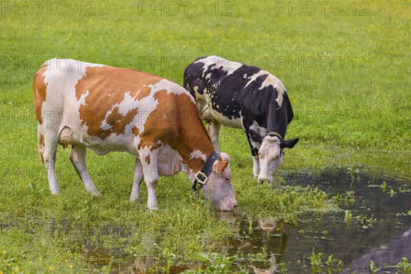 Holstein Friesian cattle stand on a green meadow at a puddle and drink. A reflection of the cows and the mountains can be seen in the puddle. Eng Valley, Austria