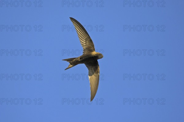 Mauersegler, Common Swift, Swift, Eurasian Swift, Apus apus, Martinet noir, Vencejo Común