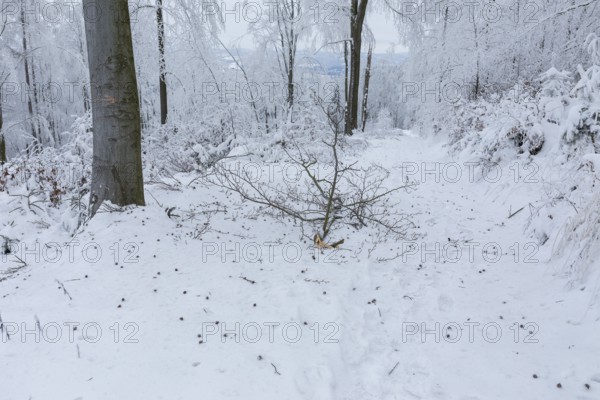 Forest path leads through trees thickly covered with snow and hoarfrost at Czorneboh, branches just fallen due to snowfall, Upper Lusatia, Saxony, Germany
