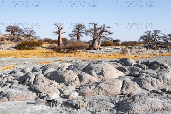African baobab or baobab tree (Adansonia digitata), arid landscape, Kubu Island (Lekubu), Sowa Pan, Makgadikgadi salt pans, Botswana