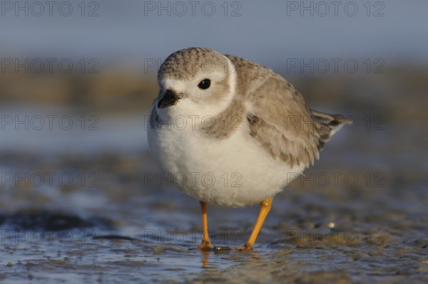 Piping Plover (Charadrius melodus), Texas, USA