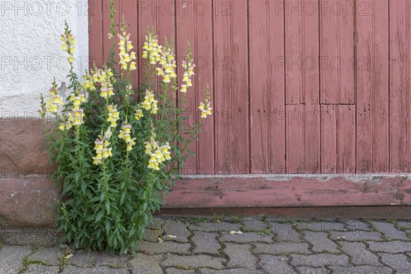 Old wooden courtyard door, snapdragons in front of it, Rhodt unter Rietburg, German or Southern Wine Route, Southern Palatinate, Palatinate, Rhineland-Palatinate, Germany