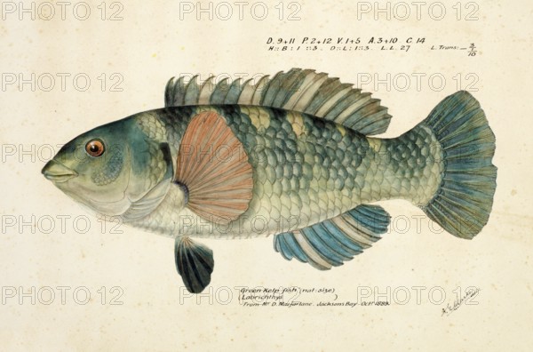 Spotted or paketi, Notolabrus celidotus, The spotty or paketi, fish, reproduction of an original, by Frank Edward Clarke (b. 1849, d. 1899), ichthyologist and scientific draughtsman