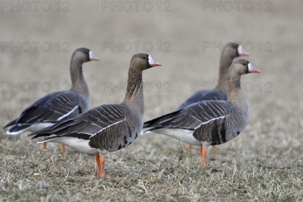Greater White-fronted Goose (Anser albifrons) group on field, North Rhine-Westphalia, Germany