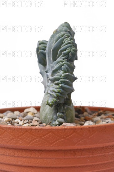 Side view of shrubby 'Myrtillocactus Geometrizans f. Cristata' cactus with candelabra-like branching in flat flower pot on white background