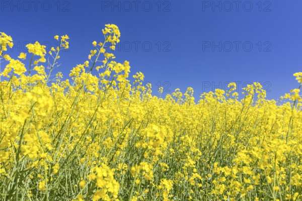 Flowering rape (brassica napus) in front of a blue sky, Müglitztal, Saxony, Germany