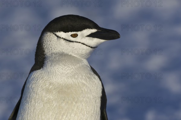 Chinstrap Penguin (Pygoscelis antarcticus), Antarctica