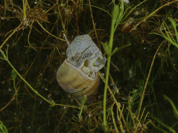 A river snail, Viviparus viviparus, with visible shell moving through aquatic plants, Wildsau dive site, Berlingen, Lake Constance, Switzerland, Germany