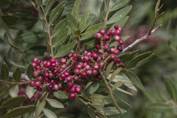 Mastic bush (Pistacia lentiscus), Sicily, Italy
