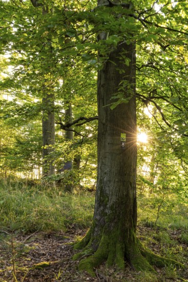 Star-shaped sunbeams shine on a mighty old beech (Fagus) in the forest, with green foliage and moss-covered tree trunk, a signpost for the Weserberglandweg can be recognised, Solling-Vogler nature park Park, Lower Saxony, Germany