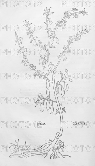 Common daphne, Kellerhals (Daphne mezereum), woodcut by Leonhart Fuchs, from New Kreüterbuch, neues Kräuterbuch, Michael Isingrin, Basel, Switzerland, 1543