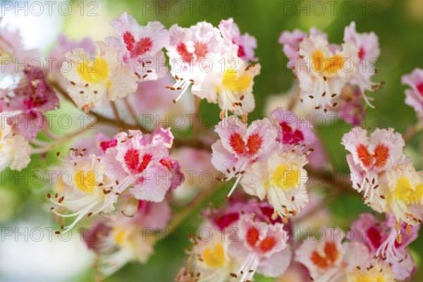 Aesculus pavia (Aesculus pavia) in bloom