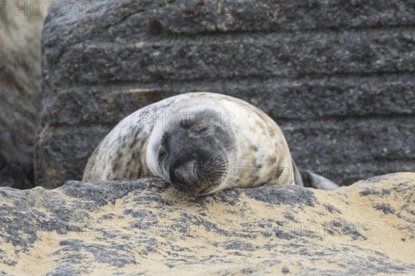Grey seal (Halichoerus grypus) adult animal sleeping on a rock on a beach, England, United Kingdom
