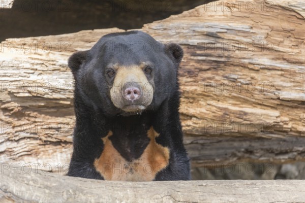 One Sun bear (Helarctos malayanus) peeking thru between two rotten logs