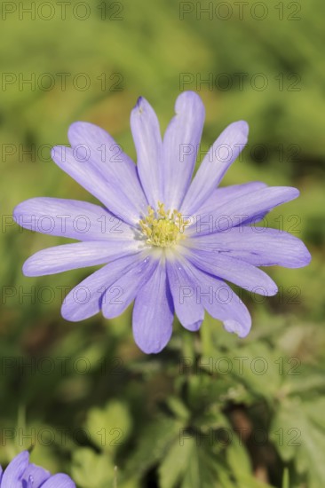 Blue anemone (Anemone apennina), flower, garden plant, North Rhine-Westphalia, Germany