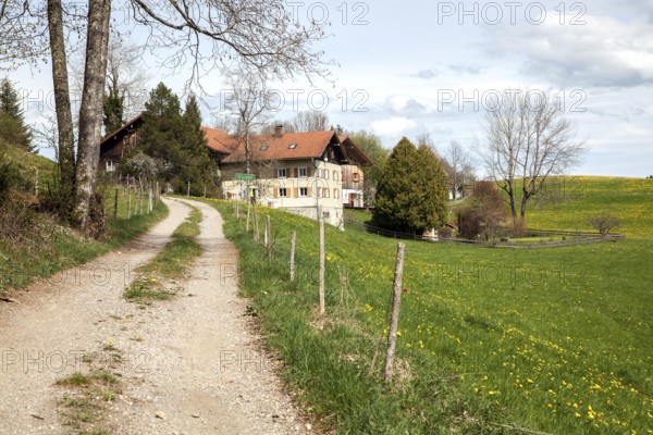 Uttenbühl with flowering meadows, Oy-Mittelberg, Oberallgäu, Allgäu, Bavaria, Germany