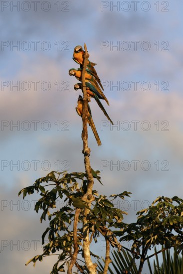 Blue-and-yellow Macaws (Ara Ararauna) perched on a branch in the tropical forest, Alta Floresta, Amazon, Brazil
