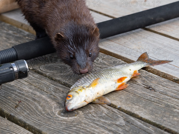 A mink steals a rudd