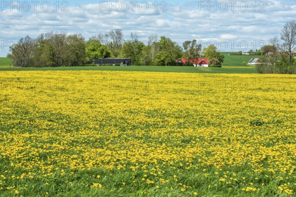 Field covered with flowering dandelion (Taraxacum officinale) at Borrby, Simrishamn municipality, Sweden, Scandinavia