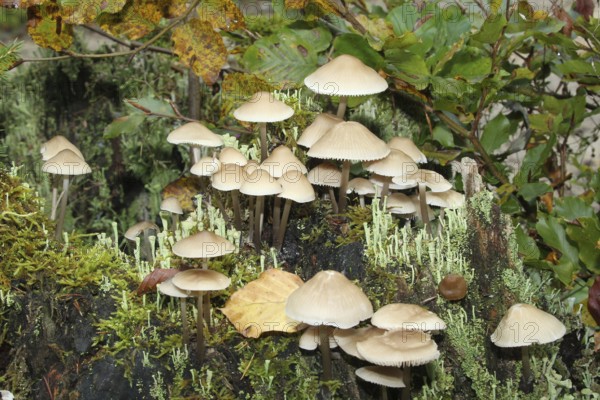 Fungus, fairies bonnet (Coprinellus disseminatus) and true cup lichen (Cladonia pyxidata) Allgäu, Bavaria, Germany, Allgäu, Bavaria, Germany