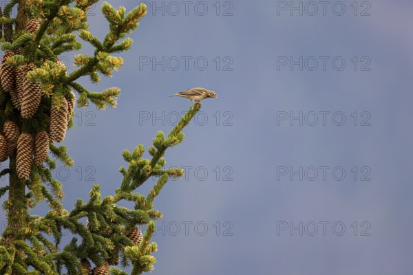 Tree pipit (Anthus trivialis) sitting on the branch of a spruce tree, Aletsch Forest, Valais, Switzerland