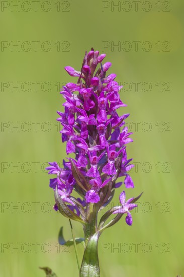 Western marsh orchid (Dactylorhiza majalis), also called broad-leaved orchid, wet meadow, orchid, orchid plant, flower, sunrise, nature photography, Siegerland, North Rhine-Westphalia, Germany